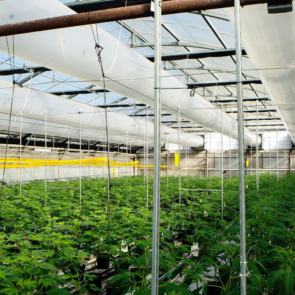 Cannabis plants